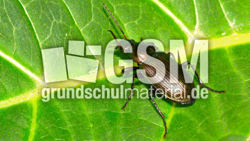 Kupferfarbener Buntgrabläufer_4.jpg